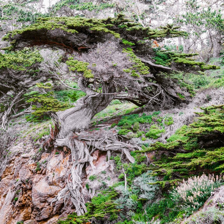 Old Veteran of Point Lobos.jpg