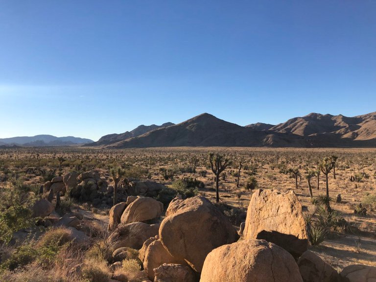 Joshua Tree 2018 5.jpg