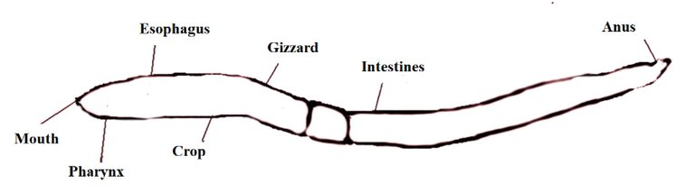 Eisenia fedita diagram2 digestive tract.jpg