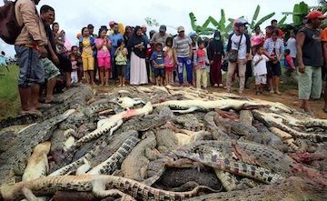 jocm63p8_crocodile-killing_reuters_650_625x300_16_July_18.jpg