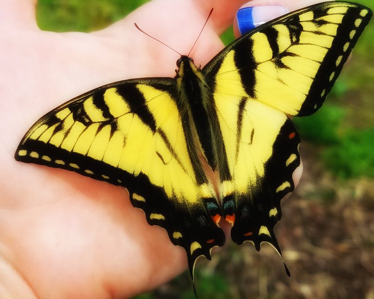 Yellow Butterfly on my Hand.jpeg