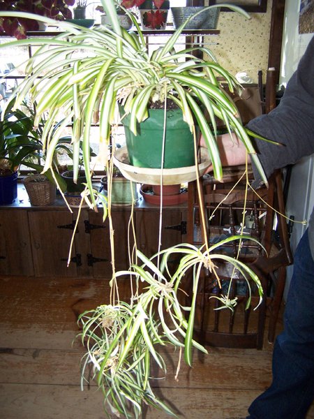 Spider plant crop March 2019.jpg