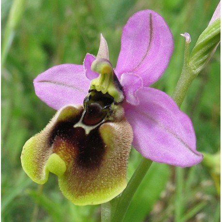ophrys-tenthredinifera.jpg