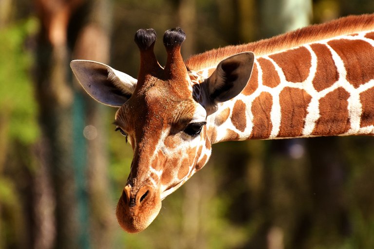 giraffe-2222908_1920.jpg