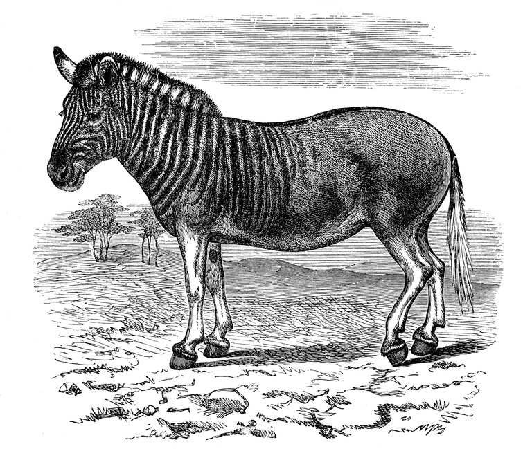 extinct-quagga.jpg