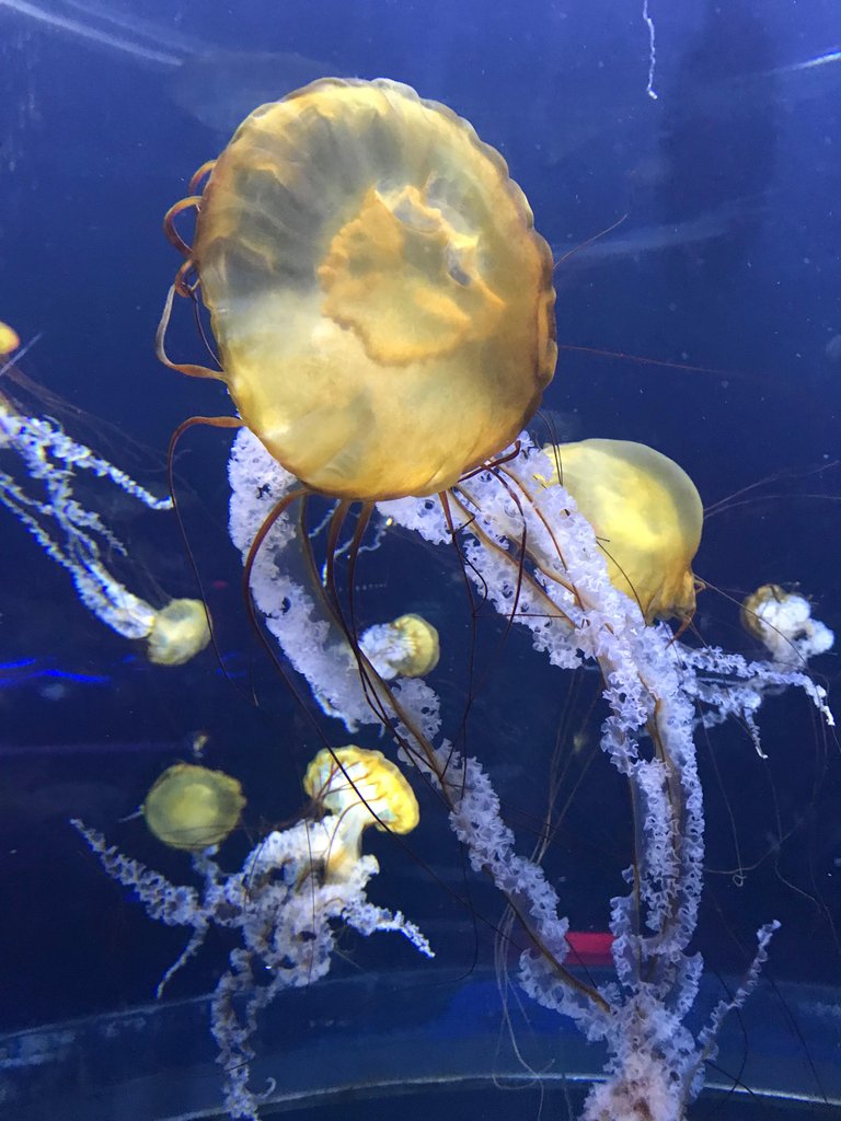 jellyfish.jpg