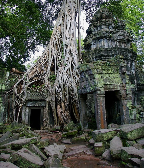 roots.jpg
