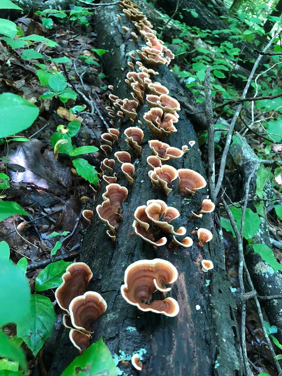 Trametes versicolor(turkeytail) or Stereum hirsutatum(false turkeytail).jpg