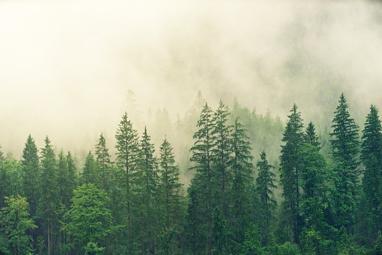 fog-3622519_1280.jpg