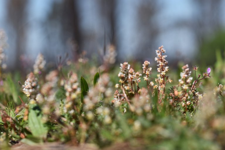 Sesamoides spathulifolia wildflower 2.jpg