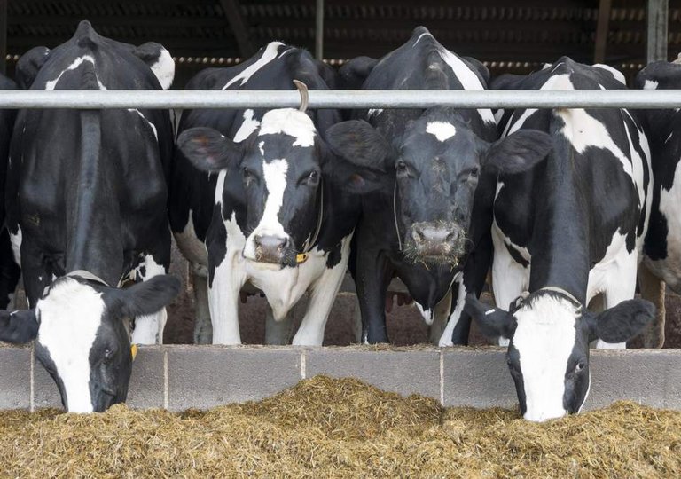 dairy-cows-barn.jpg