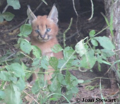 Baby Caracal.JPG