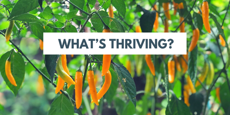 What's thriving in the garden?