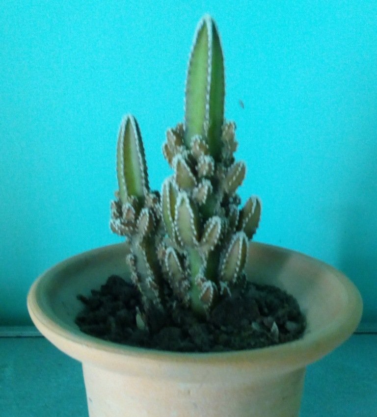 acanthocereus tetragonus.jpg