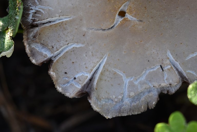 mushrooms park waterdrops 1.jpg