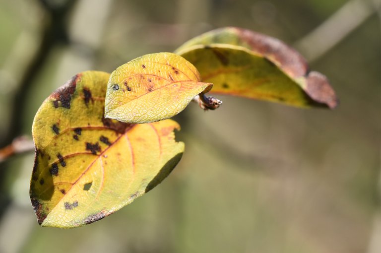 yellow apple leaf 2.jpg
