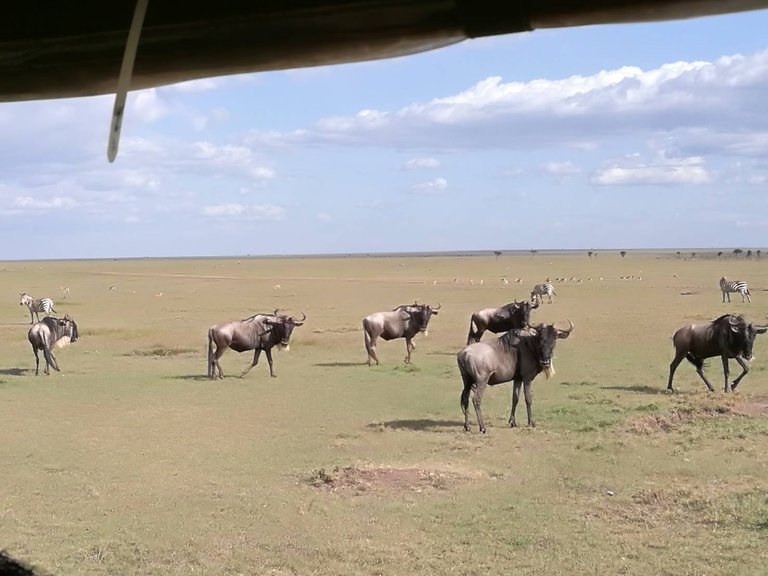 Maasai National Reserve10.jpg