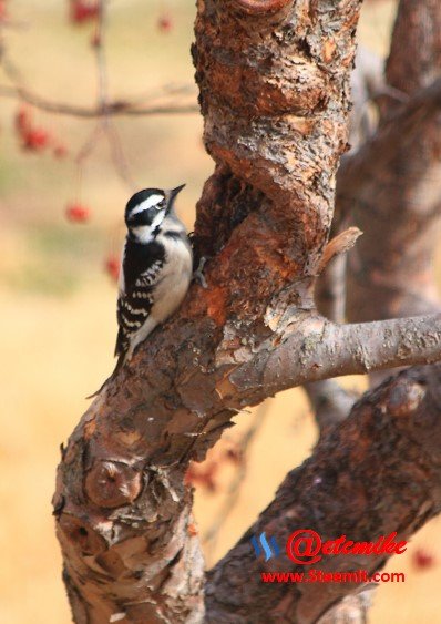 Downy Woodpecker PFW09.jpg