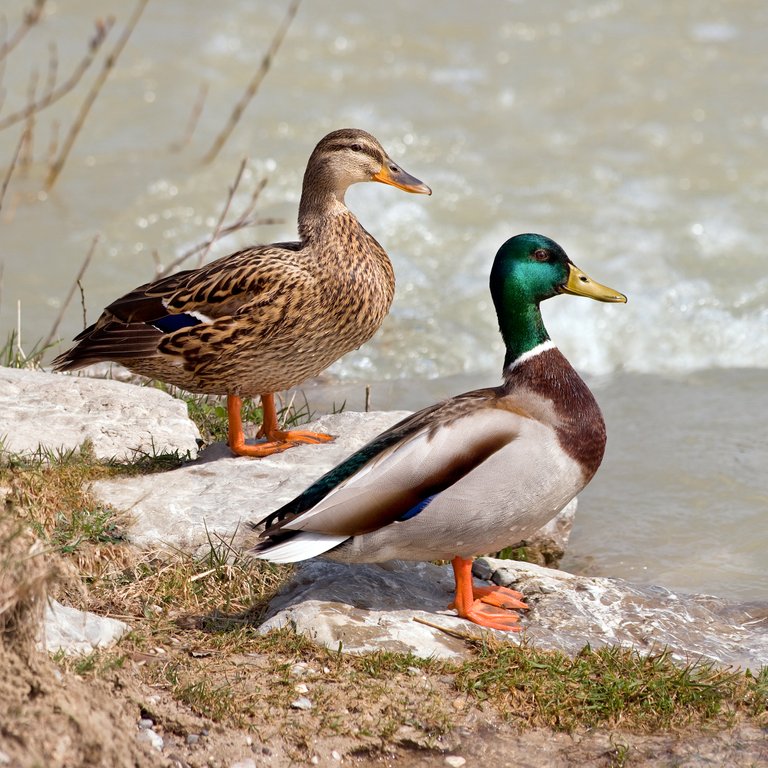 Anas_platyrhynchos_male_female_quadrat.jpg