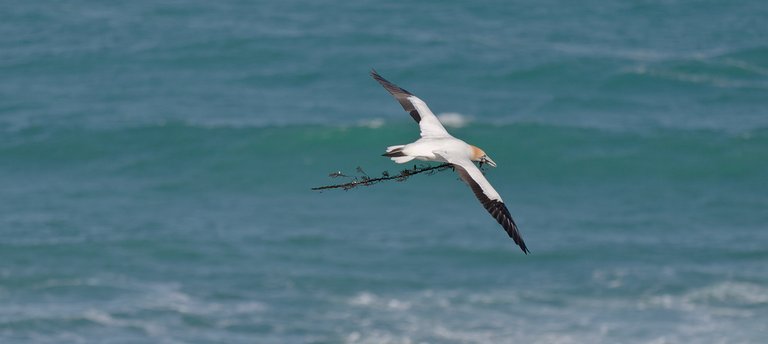 6089303497-muriwai-beachflying-gannet (FILEminimizer).jpg