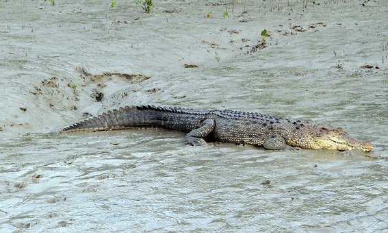 saltwater-crocodile-1226606__340.jpg