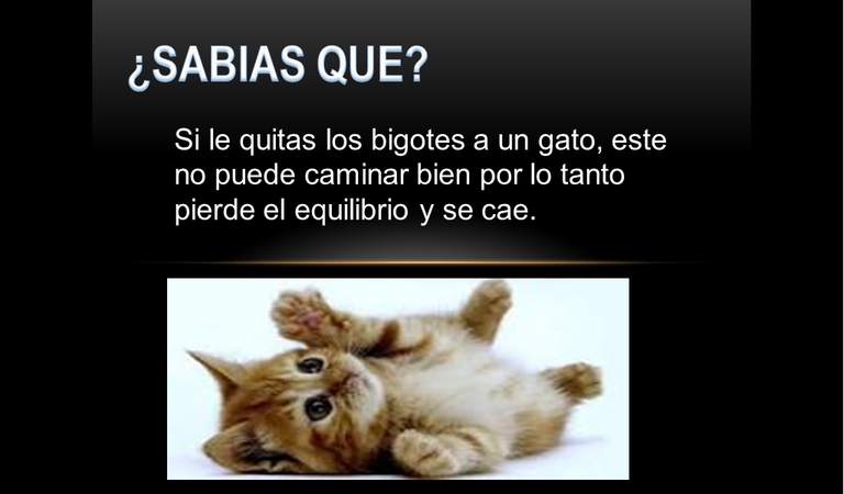 gato.png