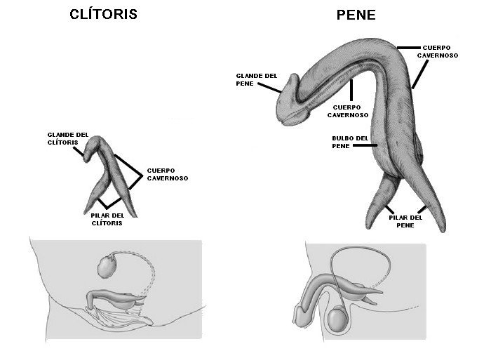 pene-y-clítoris.jpg