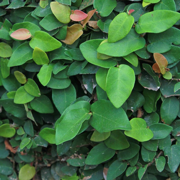 Ficus-pumila.jpg