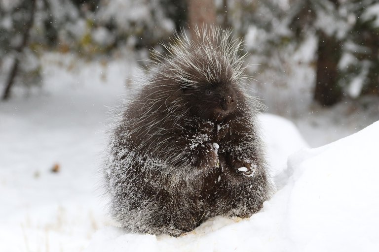 porcupine-2964204_1920.jpg