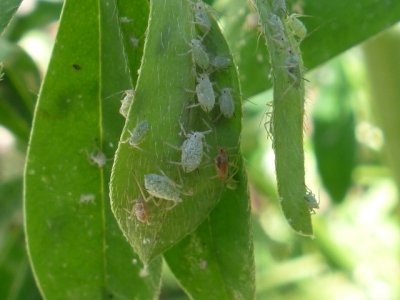 aphids-21703473.jpg