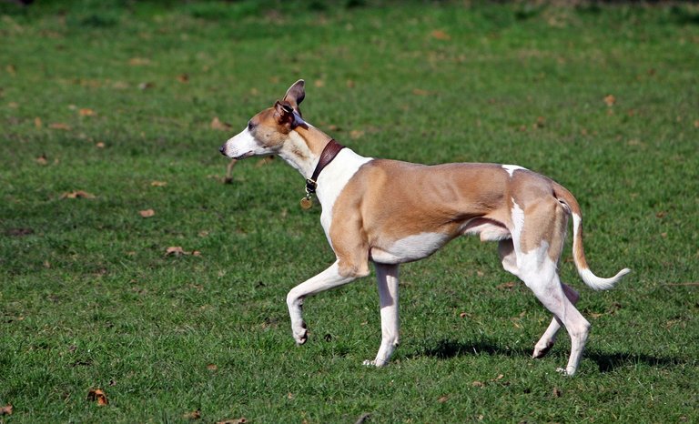 whippet-164118_1280.jpg