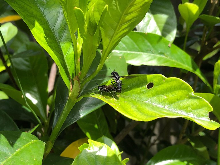 BSF mating on a leaf
