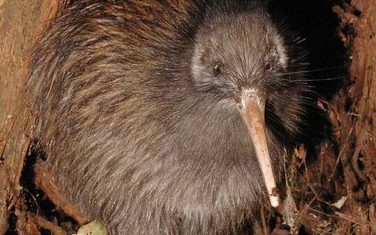 kiwi2.jpg