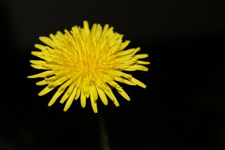 dandelion-321843_1920.jpg