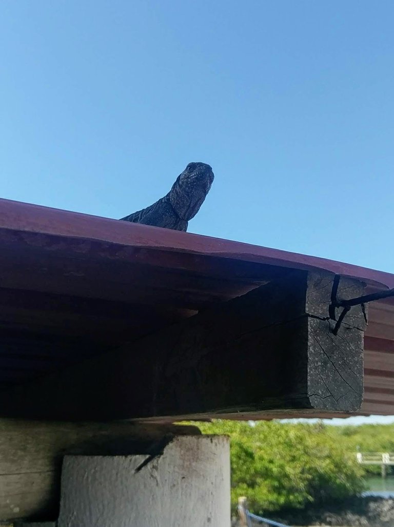 Baby Sea Iguana on Roof.jpg