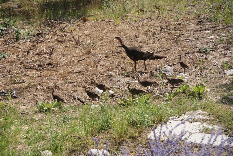 Turkeys5-2018-08-13.JPG