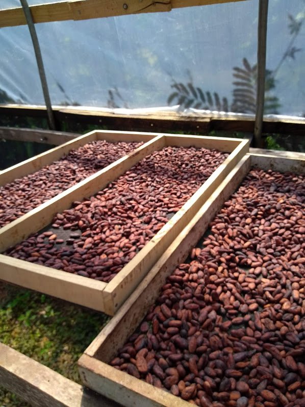 DryingCacaoSeeds.jpg