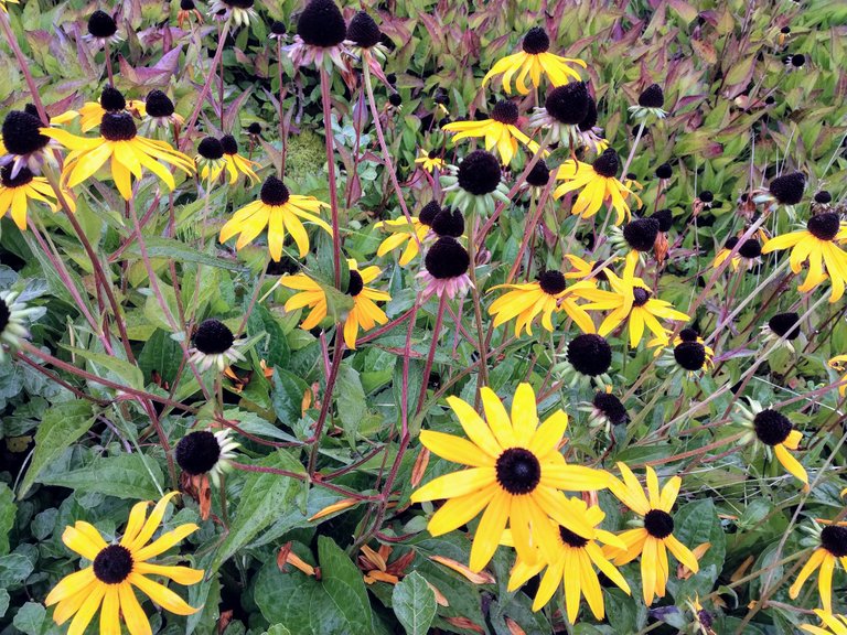 black_eyed_susans1.jpg