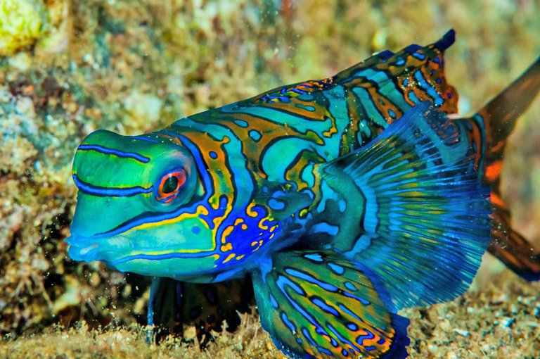 Mandarin_Fish.jpg