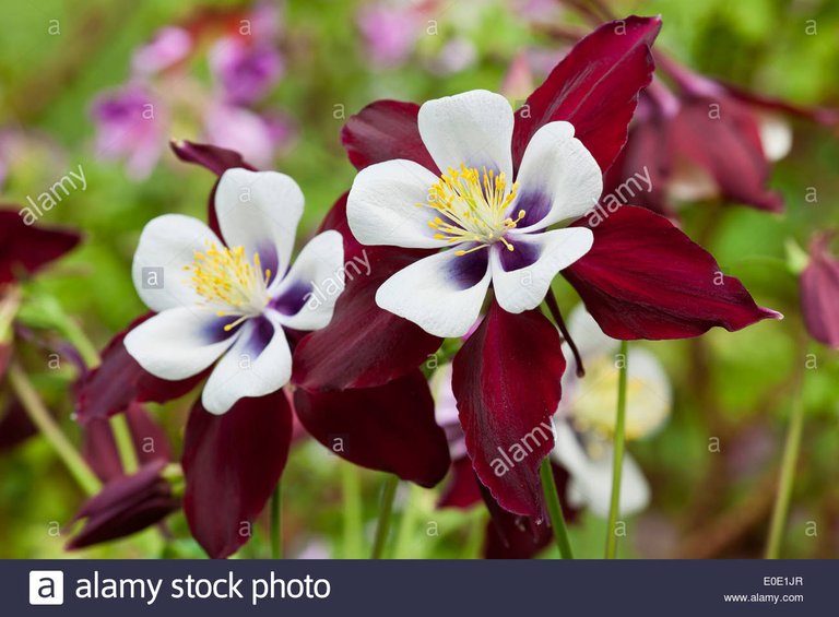 europaische-akelei-aquilegia-vulgaris-louisiana-omas-motorhaube-fruhlingsblume-april-rote-weisse-bluten-bluten-blumen-nahaufnahme-e0e1jr.jpg