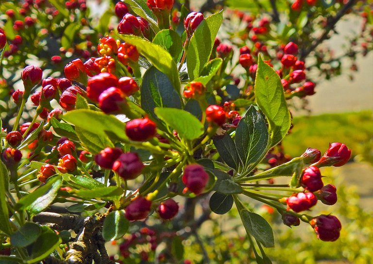 crabapple tree.jpg