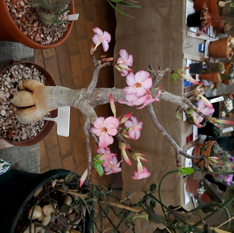 adenium arabicum.jpg