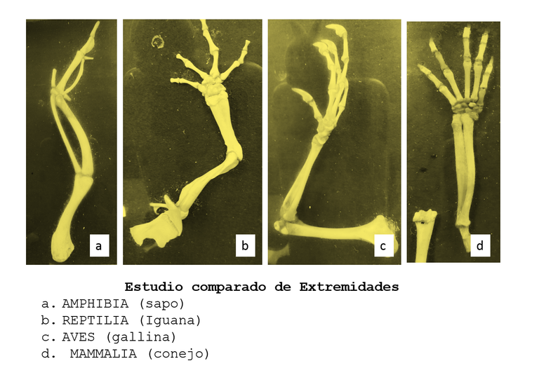 estudio comparado.png