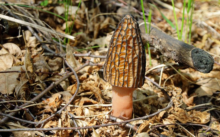 mushroom-2275782_1920.jpg