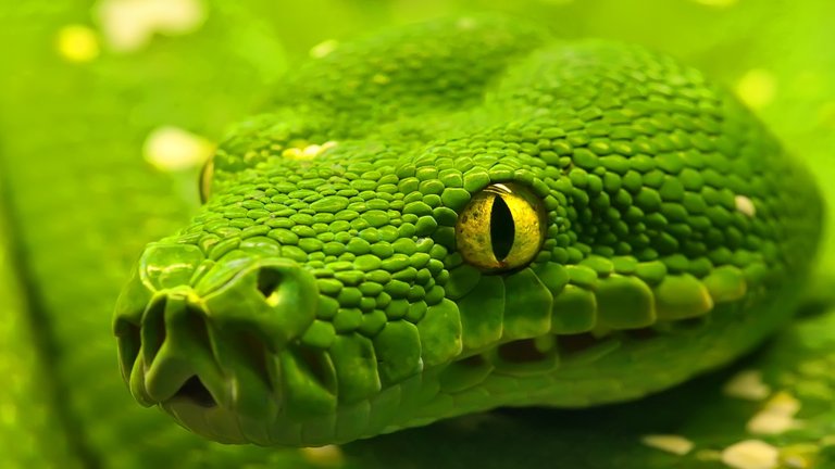 ws_Snake_-_Green_Emerald_Boa_1920x1080.jpg