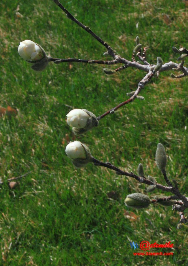 Royal Star Magnolia buds SN_0014.JPG