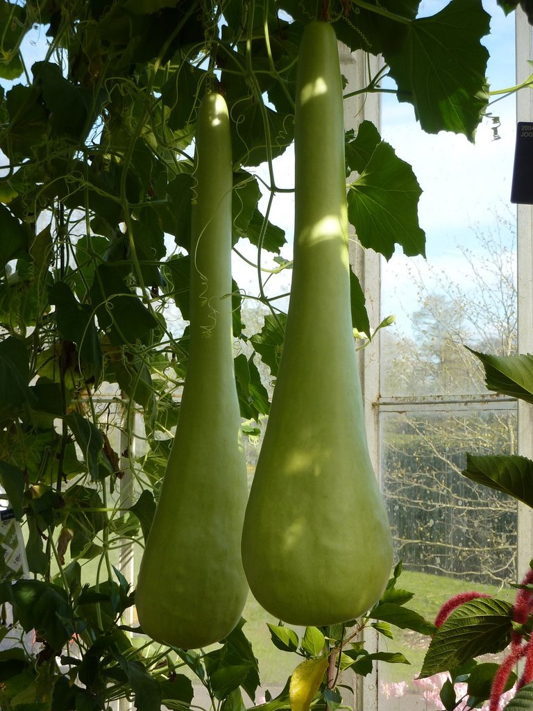 gourd-1395689_1280.jpg