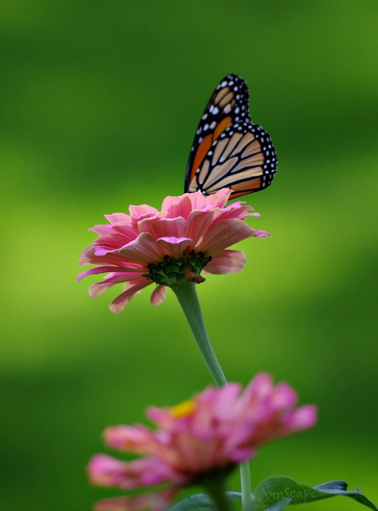 petals zinnia sunscape.jpg