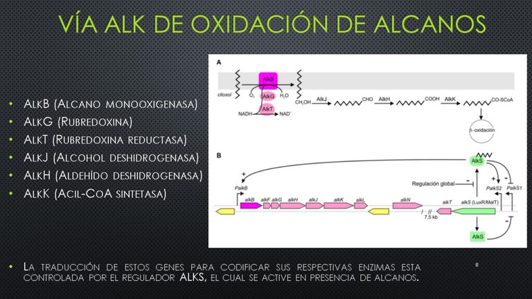 Diapositiva8.JPG