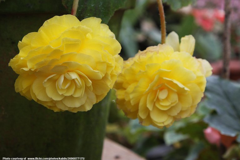 Pair of Yellow Begonias-082316.jpg